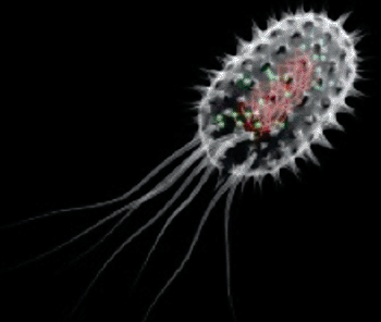 Imagen: La Escherichia coli productora de toxina Shiga (Fotografía de BioControl).